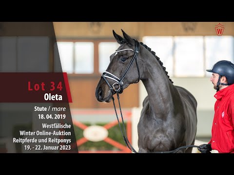 Winter Online-Auktion Lot 34 Oleta Stute v. Chilli Willi - Great Blue