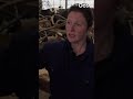 Is dit de mooiste en beste roodbont van Nederland?! | RTV Oost