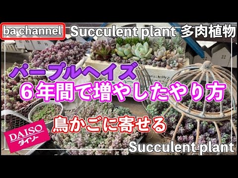 ブラッドパープルベルズ 植物
