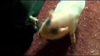 the rents too fucking high