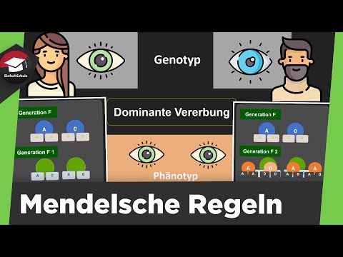 Basic rules of inheritance explained simply - Mendel's rules - Summary!