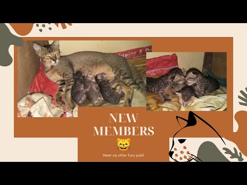 NEW MEMBERS IN FAMILY🐱 #catpragnancy (my cat given birth to 3 kittens) #kittens #cats