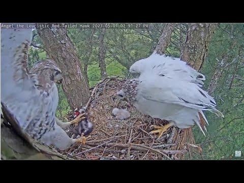 Angel Leucistic Hawk ~ GREAT NEWS! Tom Delivers 2 Opossum & Watches Angel Feeding Their Chick 5.1.23
