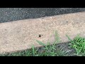 Ants Gathering on the Curb in Avon by the Sea, NJ