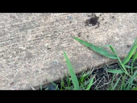 Ants Gathering on the Curb in Avon by the Sea, NJ