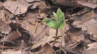 Holy Man - Dennis Wilson with Taylor Hawkins