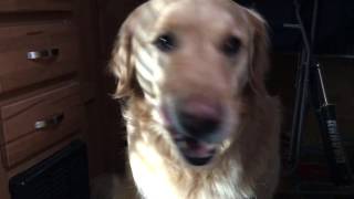 Roo having a stomach attack