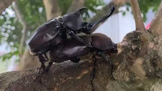【実写】カブトムシのハメ撮り。