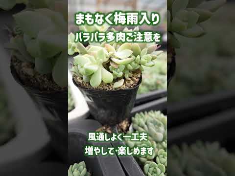 冬が終わったらキョウチクトウを再び成長させる