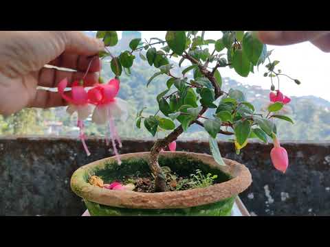 Fuchsia Bonsai in bloom