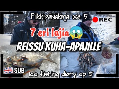 Ice Fishing For Perch And Zander 