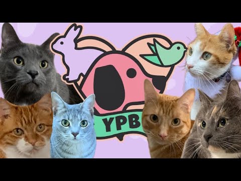 A Day in the Life CAT SITTING | What it's like to be a cat sitter