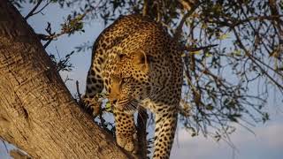 &quot;Leopard Eyes&quot; Lyric Video