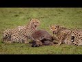Survival Battle How Cheetah Hunting Wildebeest