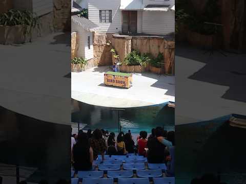 Show de pássaros #cebuoceanpark #philippinestravelvlog #morefuninthephilippines