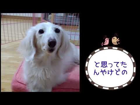 #ワンワンU・x・Uお悩み相談室 1️⃣0️⃣1️⃣〜福井市「ココちゃん」🐶トラック🚚には死角があり、運転手から見えないおそれがあります👬や🚲は横に並ばないようにね