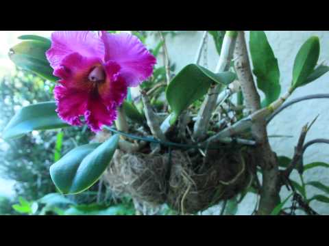 MY ORCHID GARDEN & PROPAGATION