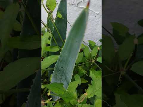 hyalophora cecropia Barva de Heredia Costa Rica Nov 8 2025