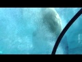 Polar Bear Detroit Zoo Swimming