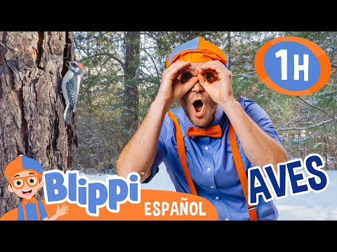 Buscando aves con Blippi 🦜🦅| Blippi Español | Videos educativos para niños | Aprende y Juega