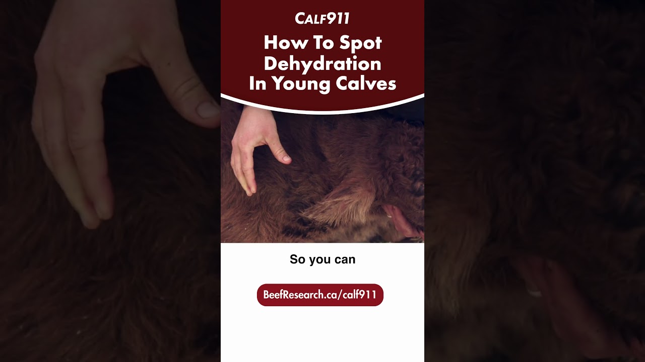 How to spot dehydration in young calves  #beefcattle #calf911 #calvingseason #calving