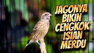 Download lagu BLACKTHROAT GACOR CENGKOK MERDU MUDAH DITIRU - MASTERAN BLACKTHROAT GACOR SUARA JERNIH PANJANG mp3 Download lagu BLACKTHROAT GACOR CENGKOK MERDU MUDAH DITIRU - MASTERAN BLACKTHROAT GACOR SUARA JERNIH PANJANG mp3