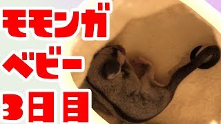 【謹賀新年】フクロモモンガベビー脱嚢3日目かわいいすぎる