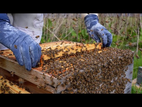 I Split My Bees After Finding Swarm Cells: Did They Make It?