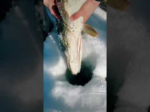 #pike #hauki #fishing