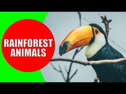 Rainforest Animals for Children – Jungle Animal Sounds and Rainforest Wildlife