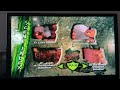 Antz 1999 DVD Menu Walkthrough 2002 Reprint