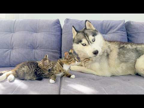 YouTube 썸네일