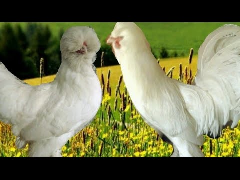 , title : 'Why "Sultan" chickens? - HD