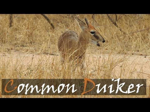 Common Duiker (Sylvicapra grimmia) Video | Bush Duiker | Grey Duiker | Stories Of The Kruger