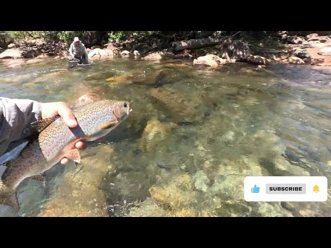 PESCA EN RIO ALUMINE. "SOFT HACKLE SORPRENDE"