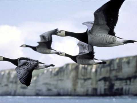 Makrokosmos - Feathers and stripes