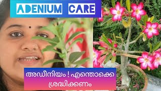 Adenium Care ! How To Grow And Care #Adenium / Desert Rose ! അഡീനിയം എങ്ങനെ വളർത്താം !