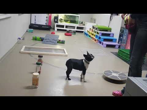 Domači poligon za zaposlitev možgančkov