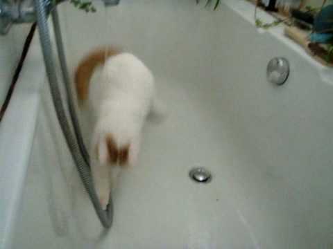 Turkish Van Cat at play with water