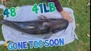 Disaster at the Rescue,  Monster 4 FT Catfish Dies. Weighed on Camera