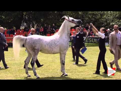 N.41 SUZANNA - Bruges 2015 National - Mares 7-9 years old and older (Class 9)