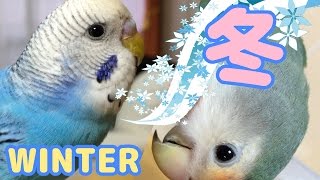 2016・冬　コザクラインコ・セキセイインコ　ぱせり・うめ　Rosy-faced lovebird Agapornis roseicollis Budgerigar Parakeet