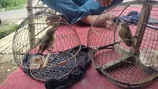 Download lagu Pikat SRDC 🔥🔥 Tes mental sebelum turun ngalas ❗❗❗ mp3 Download lagu Pikat SRDC 🔥🔥 Tes mental sebelum turun ngalas ❗❗❗ mp3