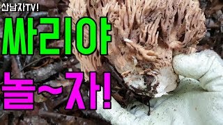 싸리야 놀~자! 뒷동산에 올라 싸리버섯을 만나다~ 산남자 고지대 산행 항암 자연 건강 참싸리 송이 싸리 능이…