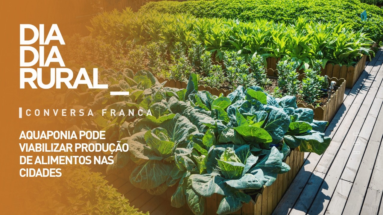 Aquaponia pode viabilizar produção de alimentos nas cidades