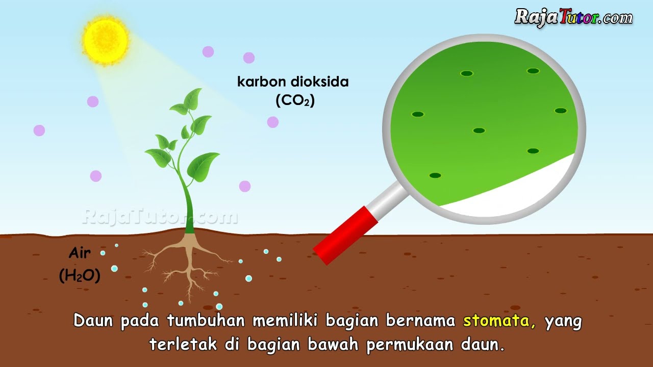 Pelajaran IPA: Proses Fotosintesis pada Tumbuhan