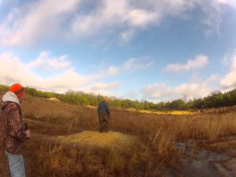download lagu mp3 mp4 Can Chickens Eat Swede, download lagu Can Chickens Eat Swede gratis, unduh video klip Can Chickens Eat Swede