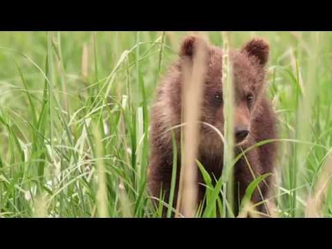Bears (Featurette 'Protecting Wildlife & Wild Places')