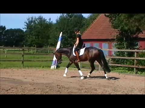 VAN GOGH Nachkomme "LARGO" erst 3j.