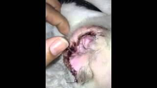 PITBULL EAR CROP ( Need help! )